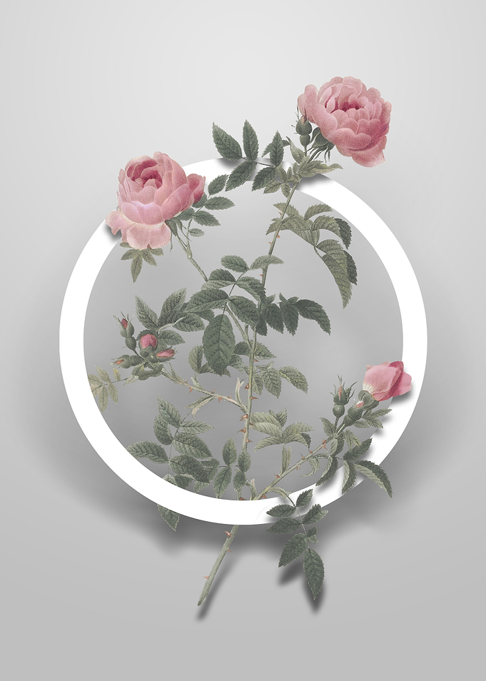 Rose of the Hedges Flower
