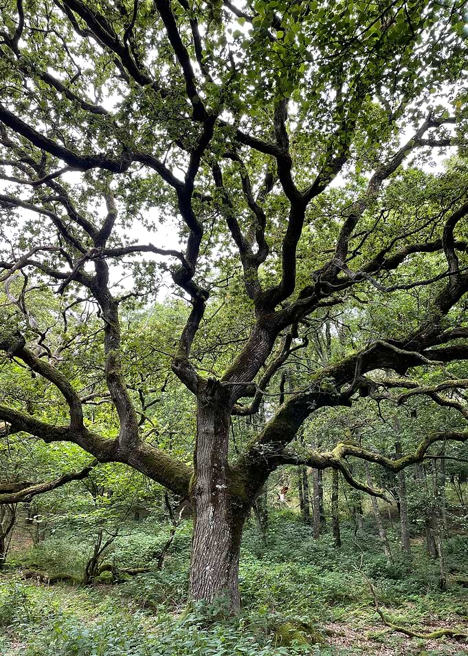 Tree in forest