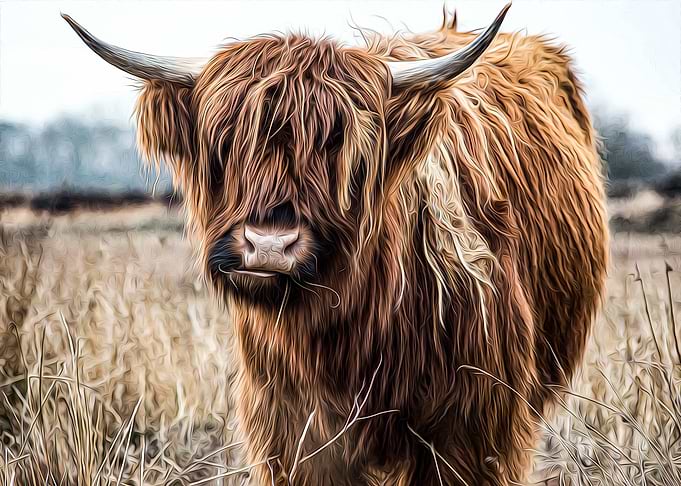 Yak