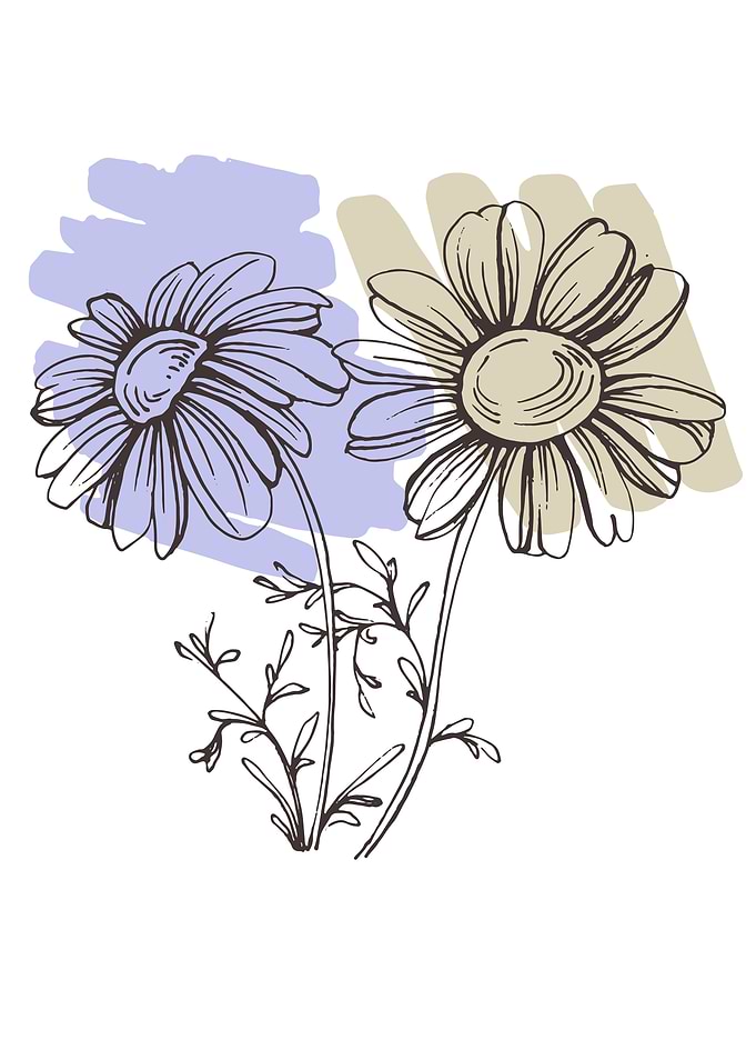 Chamomile and Daisy