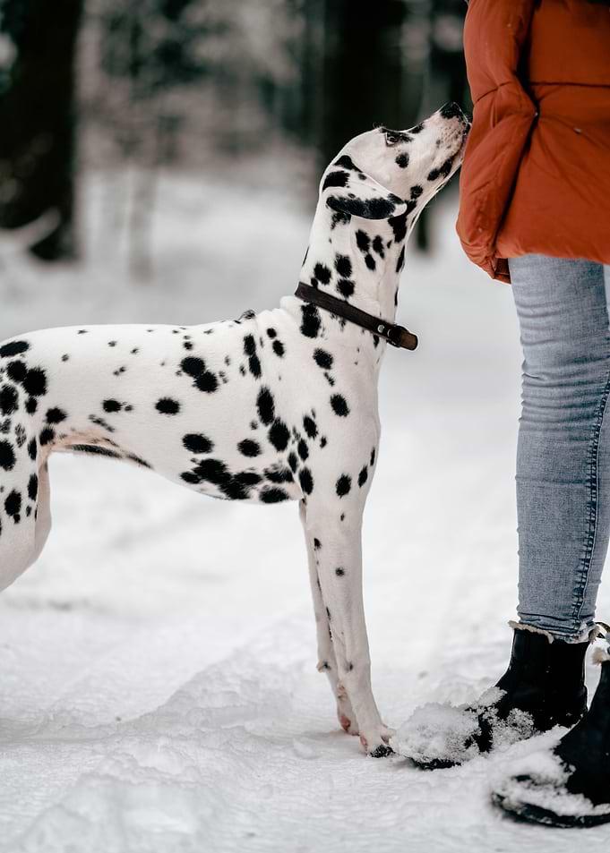 Young dalmatian in winter