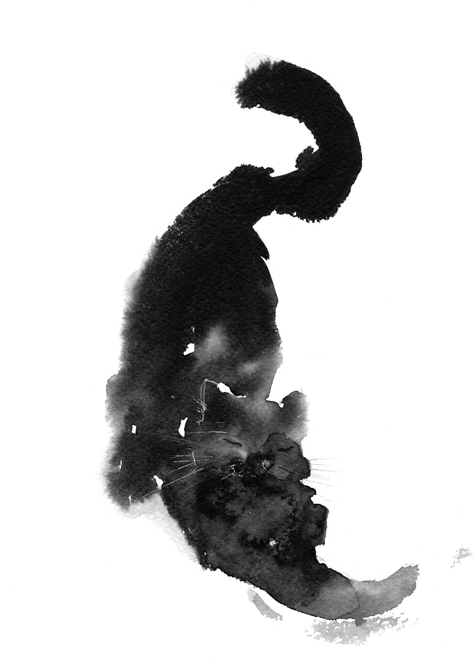 Morning Cat
