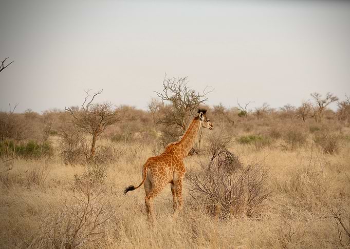 Young giraffe