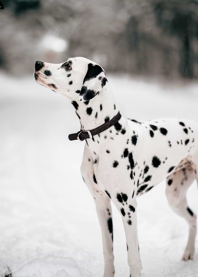 Dalmatian in snow
