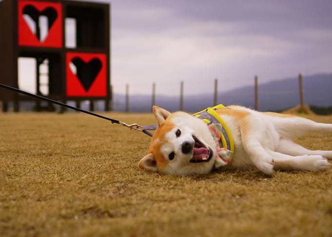 SLEEPING DOG