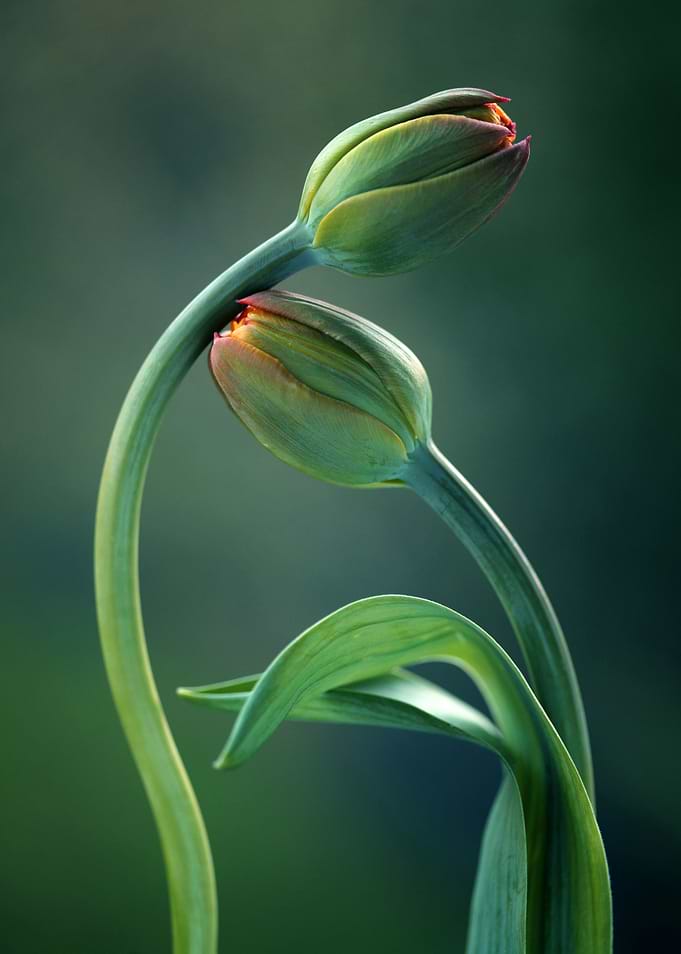 Green tulips