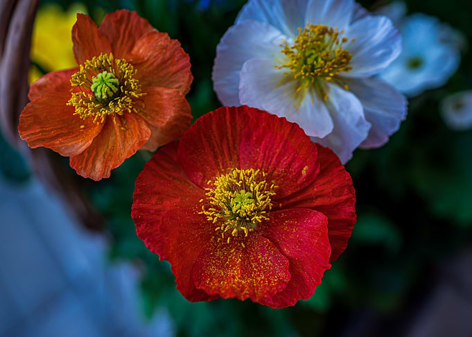 Klatschmohn Poppy