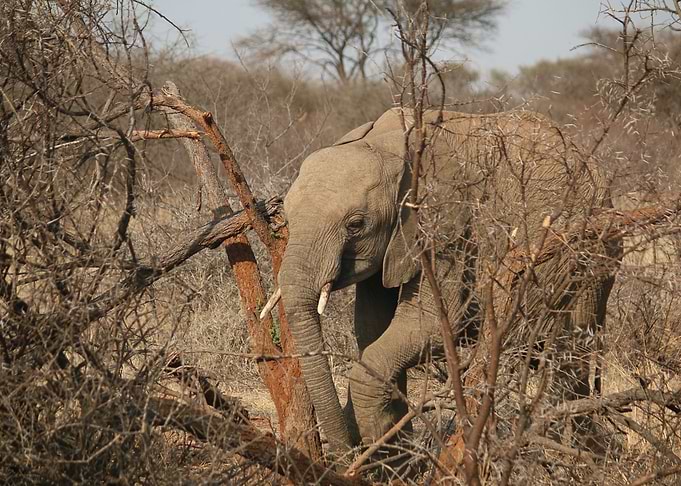 Elephant