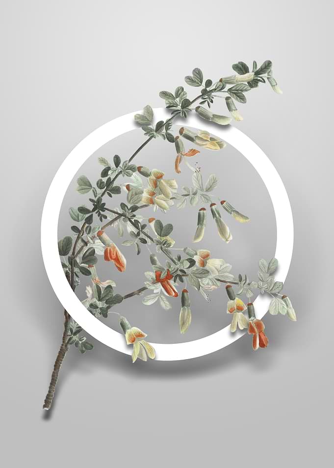 Caragana Sinica Flower Art