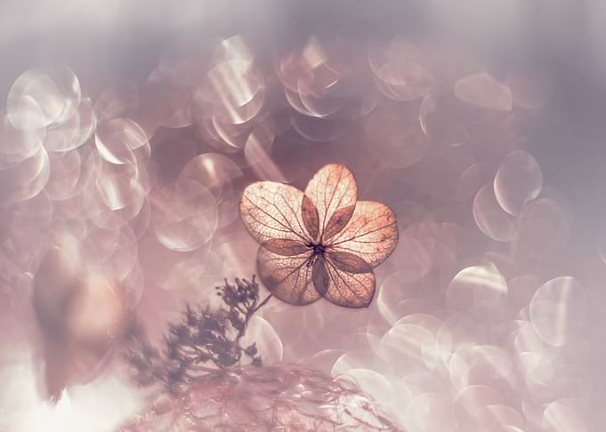 Macro hydrangea flower