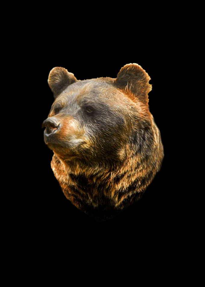 Brown bear portrait