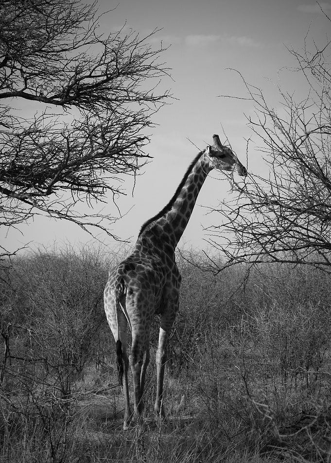 Giraffe