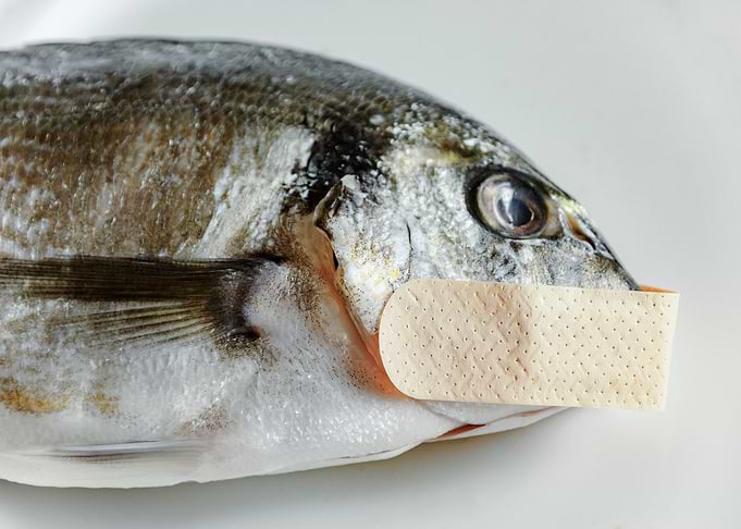 Fish silent patch mouth