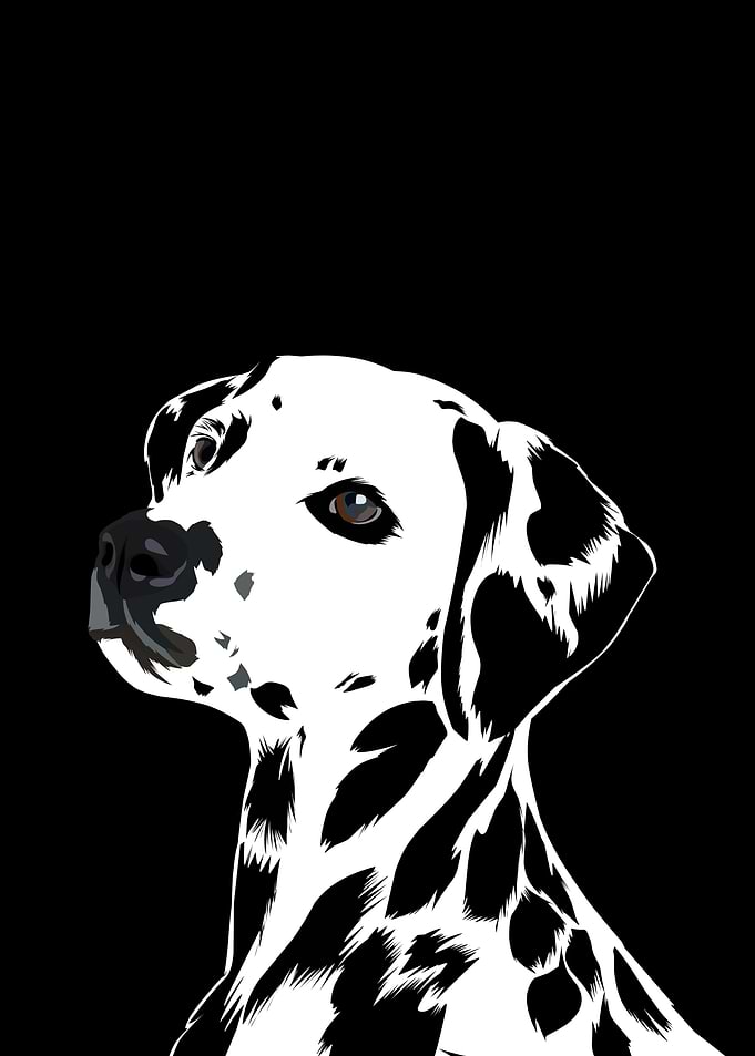 Dalmatian in vector