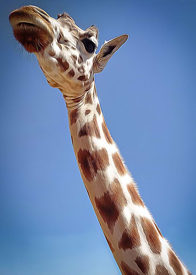 Long necked giraffe