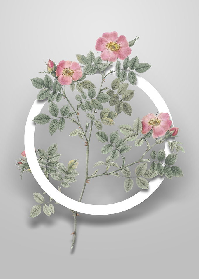 Vintage Rose Corymb Flower
