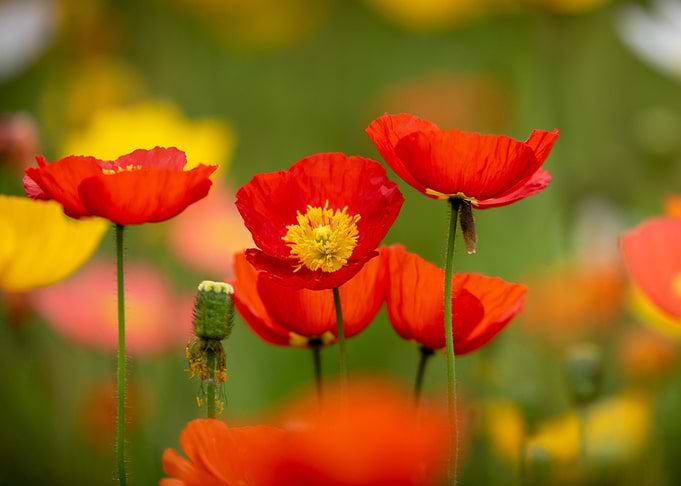 Klatschmohn Poppy