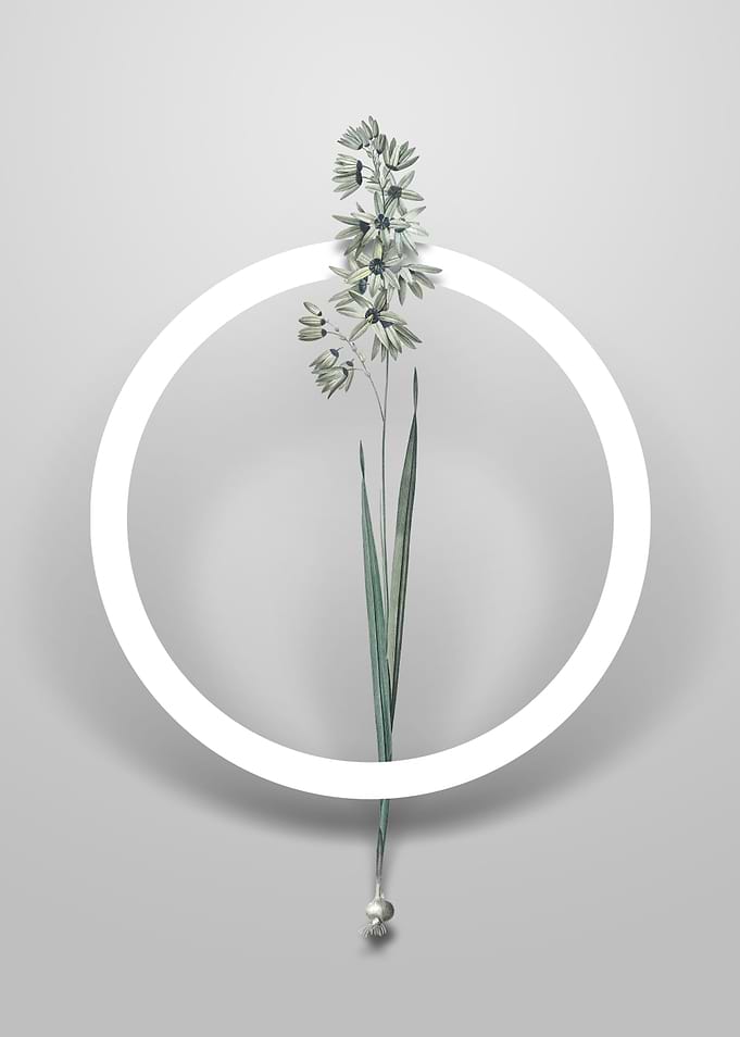 Turquoise Ixia Flower Art