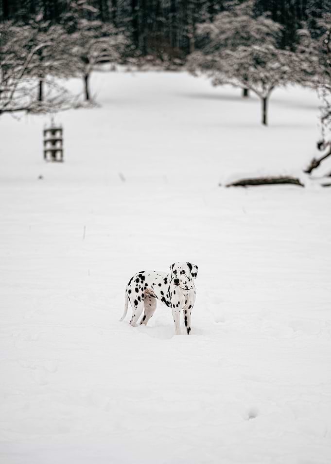 Dalmatian in snow