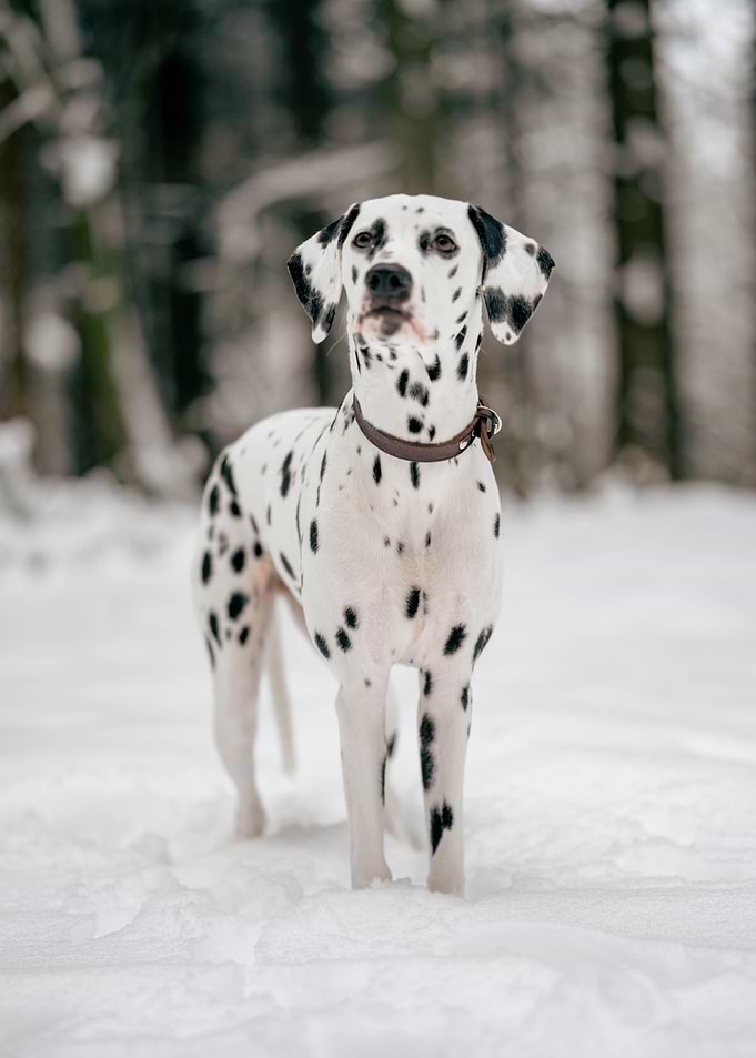 Dalmatian in snow