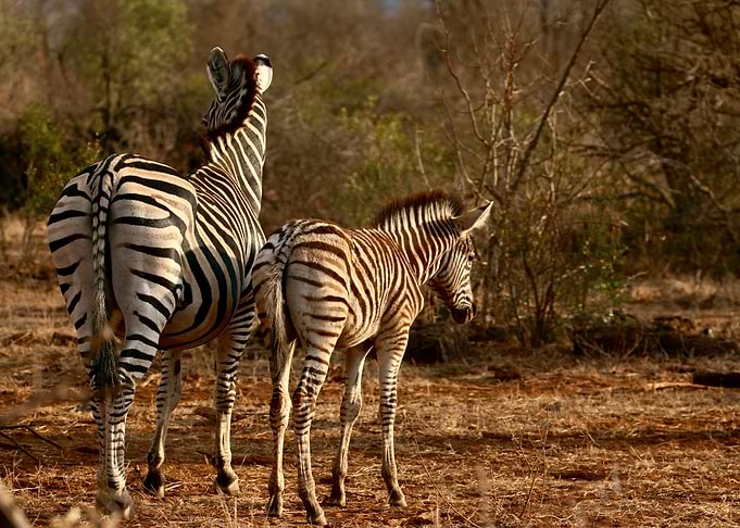 Zebra Family