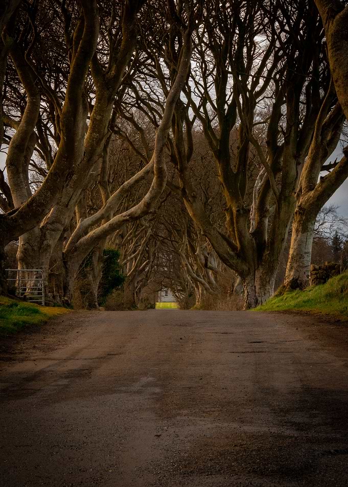 The Dark Hedges