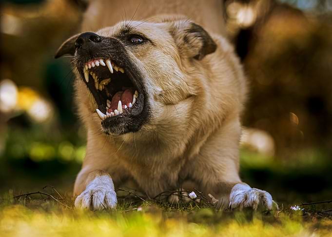BARKING DOG