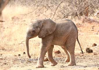 Baby Elephant