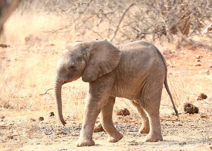 Baby Elephant