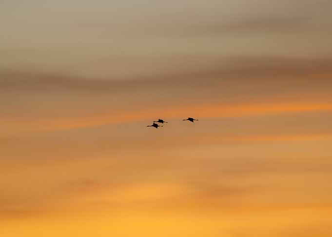 The Fly of Three Cranes