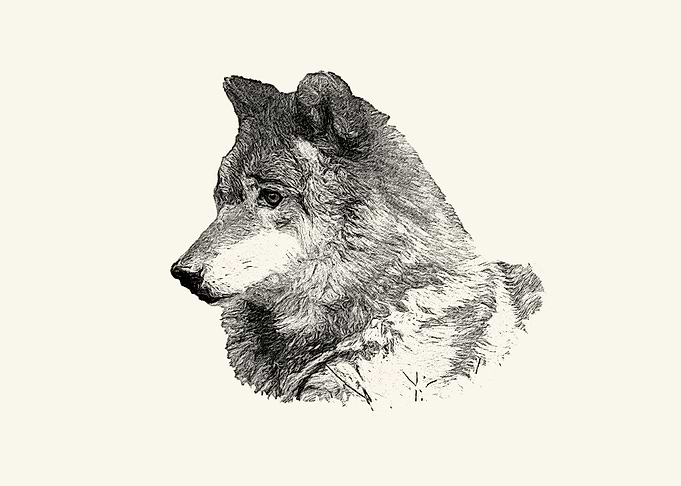 Wolf portrait
