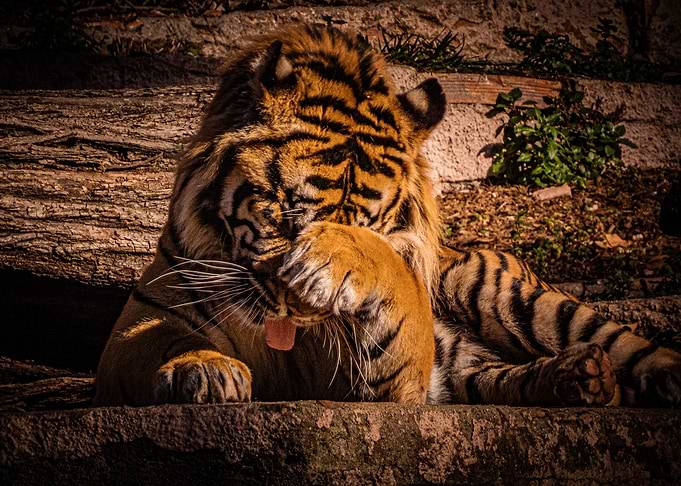 Tiger Peek a Boo