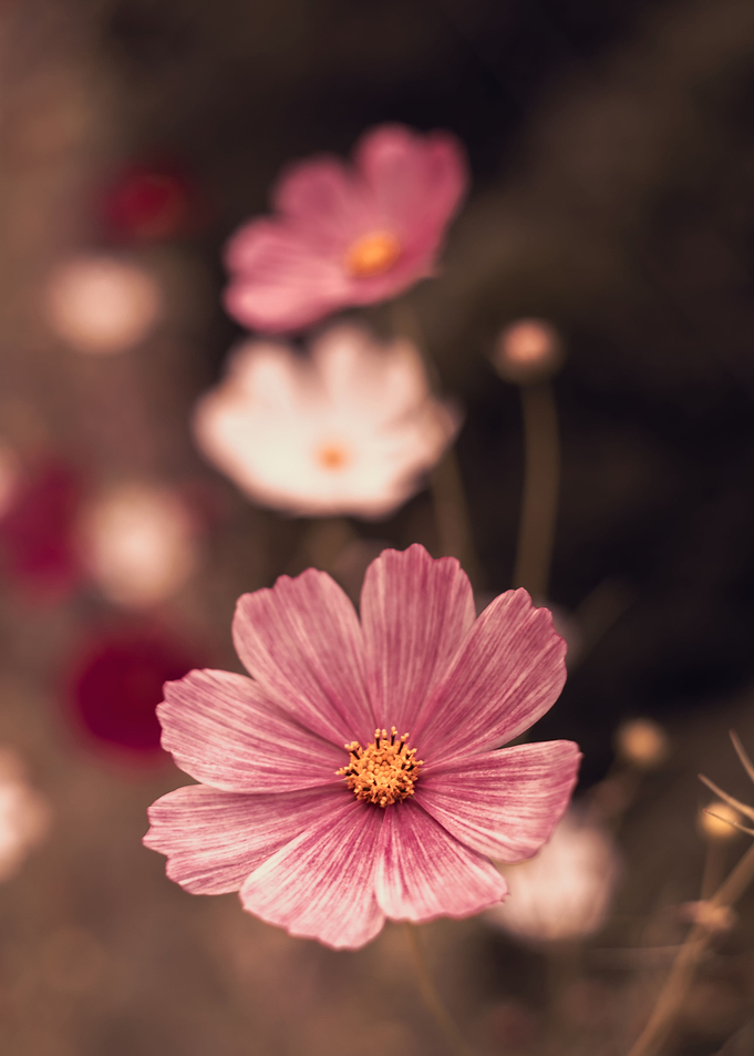 Pink flowers, macro,meadow