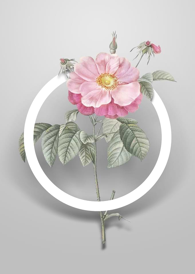 Speckled Provins Rose Art