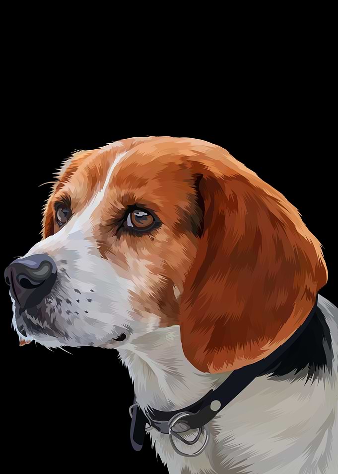 Beagle dog in vector