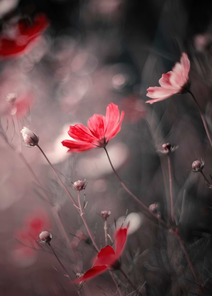 Pink flowers, macro,meadow