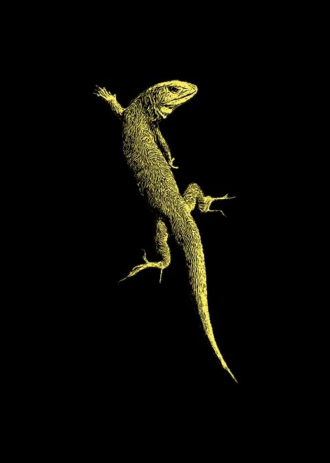 Lizard