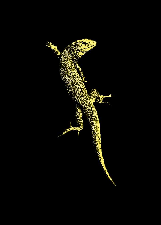 Lizard
