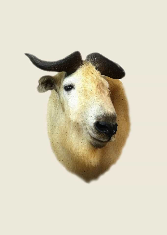 Takin portrait