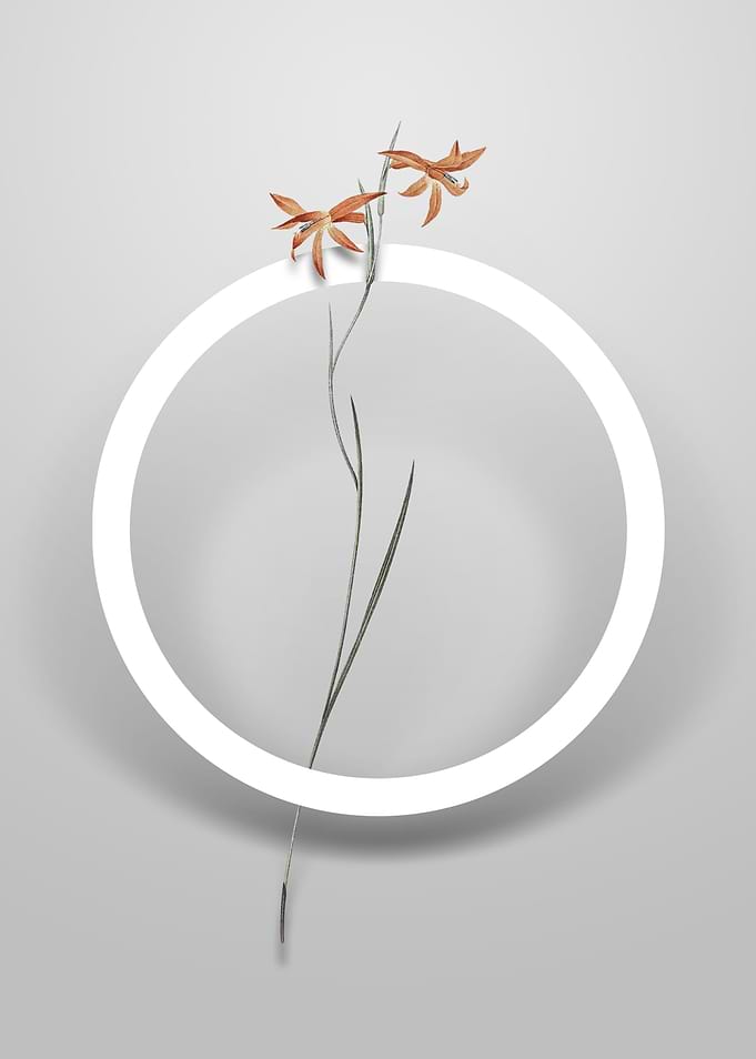 Gladiolus Watsonius Flower