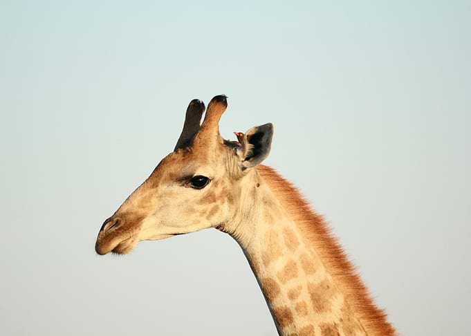 Giraffe Portrait