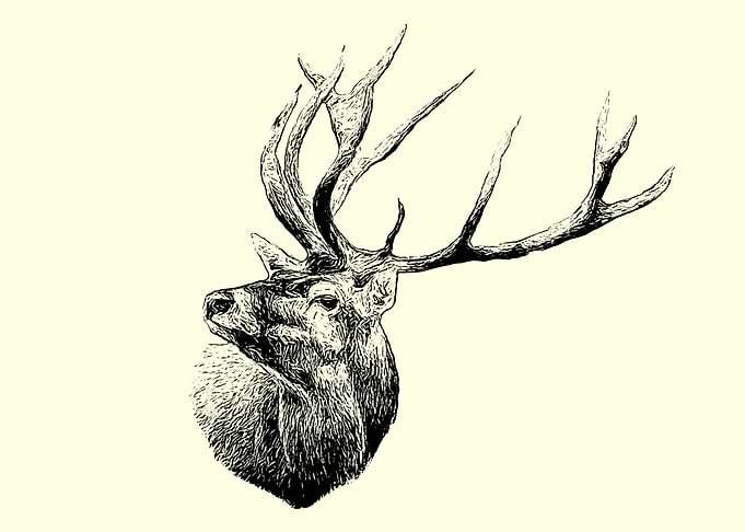 Red deer