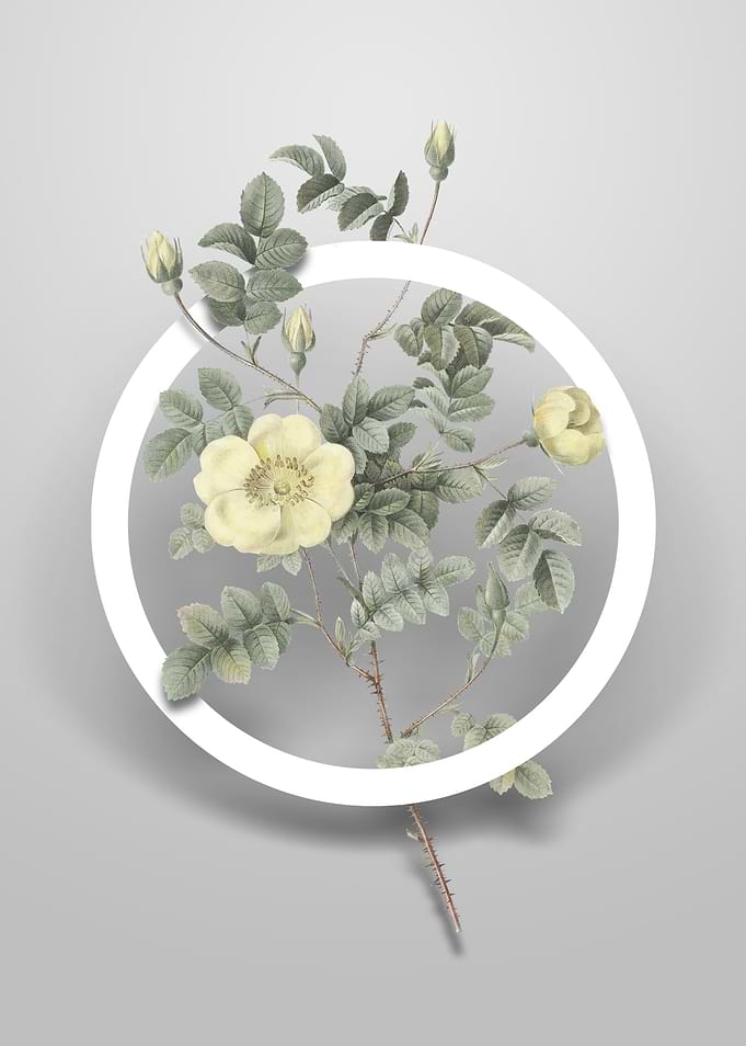 Yellow Sweetbriar Rose Art