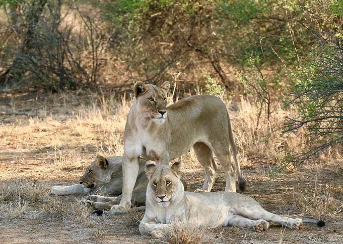 Lionesses