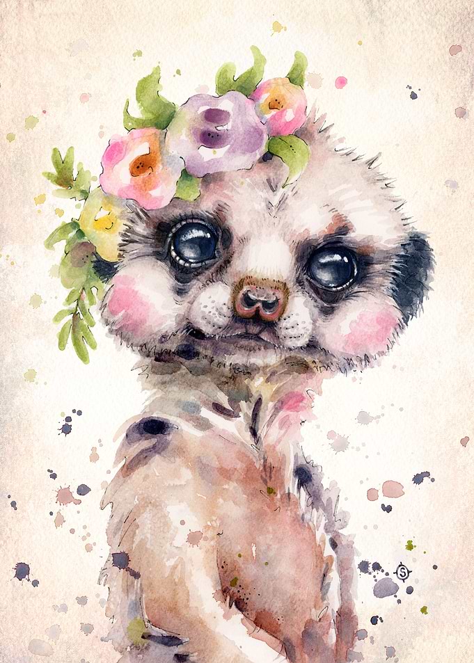 Little Meerkat