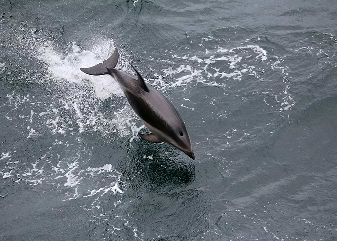 Dolphin in cold Antarctica