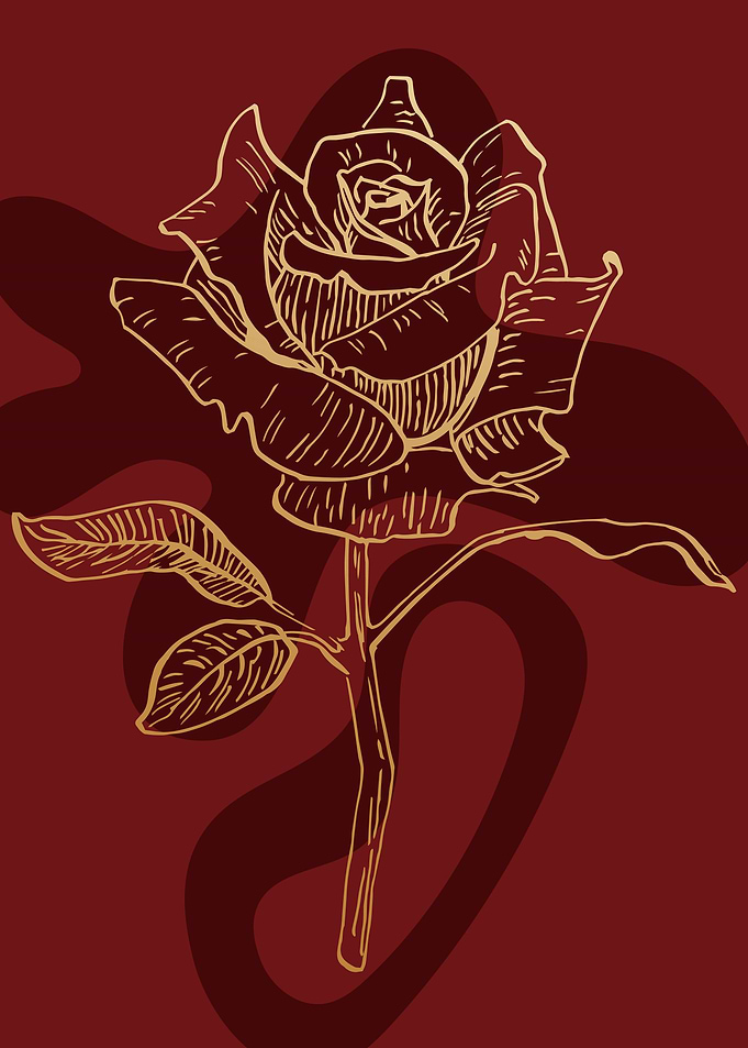 Roses Rosa Rose