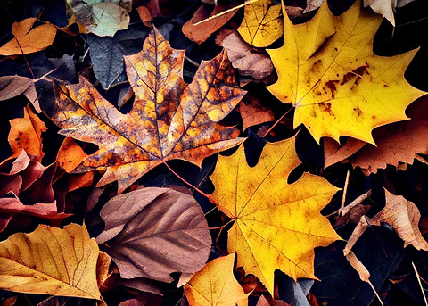 Spring Leaves — metal poster wall art