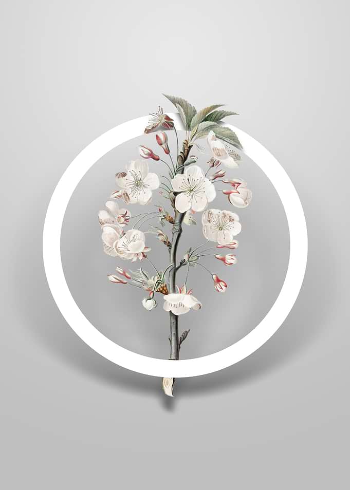 Vintage Pear Tree Flower
