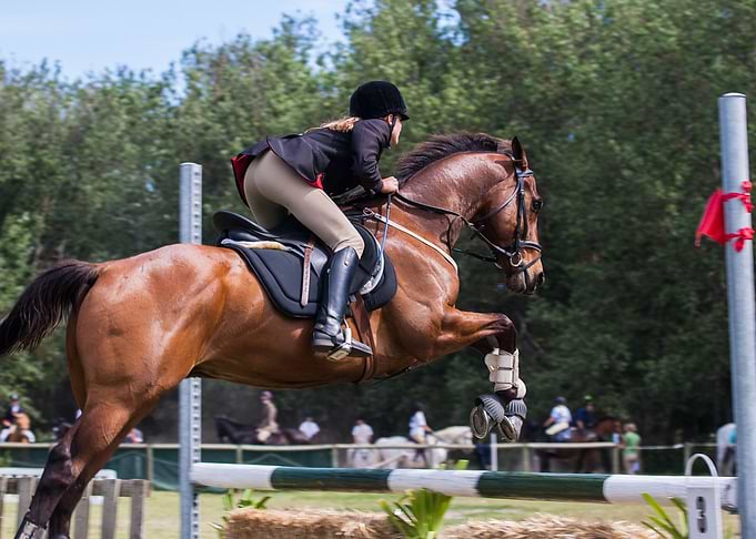 Horse Aestetik